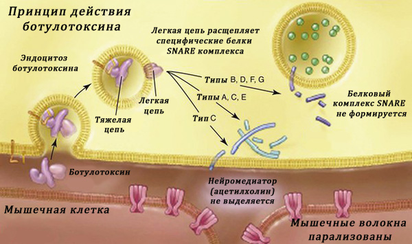 Action de la toxine botulique