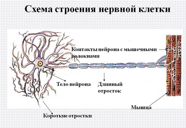 La durée de l'effet après les injections de Botox dépend directement de la période de récupération de la cellule nerveuse.